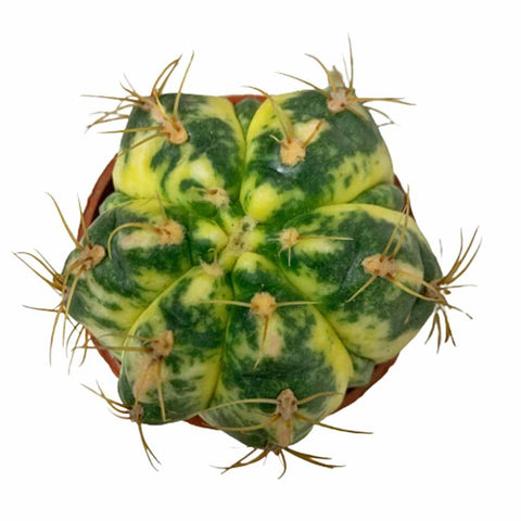 Assorted Cactus (3208)