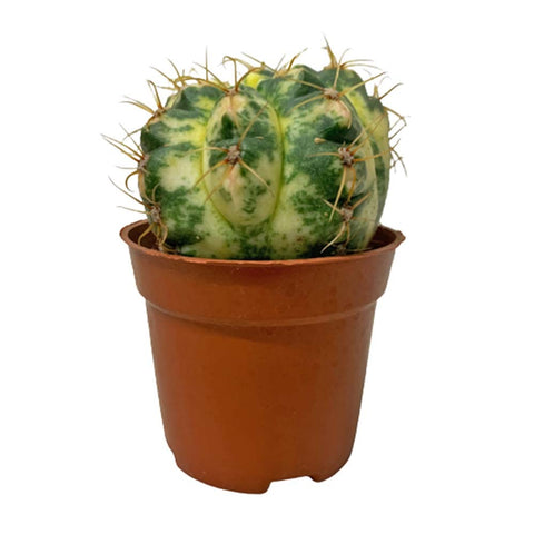 Assorted Cactus (3208)