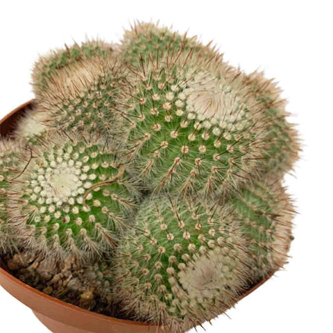 Assorted Cactus (3209)