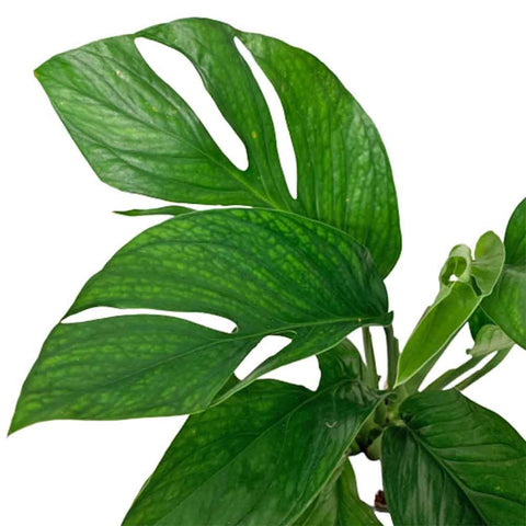 Monstera Pinnatipartita