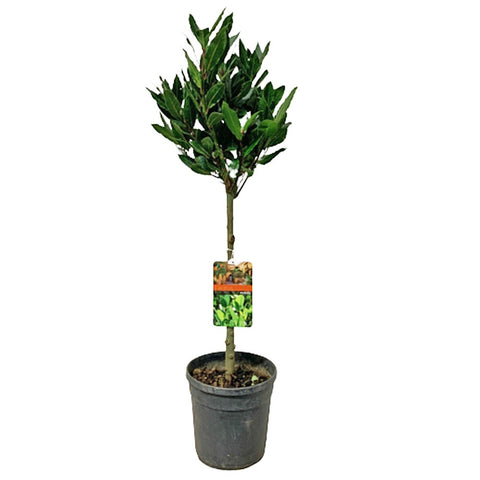 Bay Leaf 月桂叶 (Laurus Nobilis) Holland