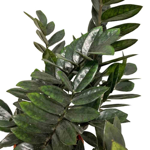 Zamioculcas Zamiifolia 黑金 Raven Black (ZZ Plant)