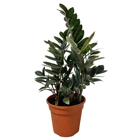 Zamioculcas Zamiifolia 黑金 Raven Black (ZZ Plant)