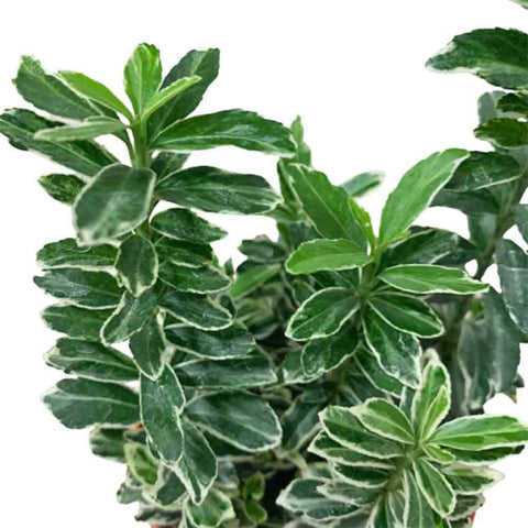 Euonymus Fortunei Wintercreeper