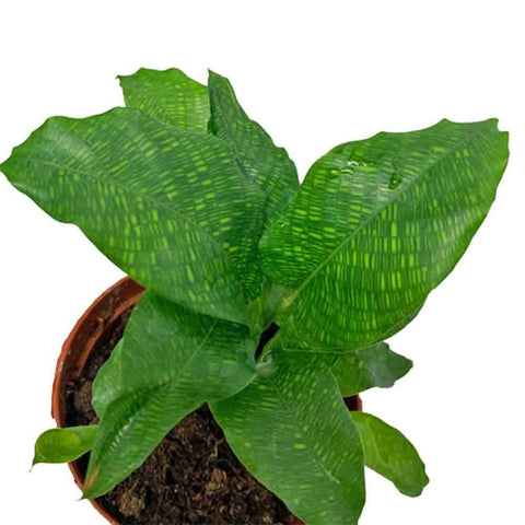 Calathea Network