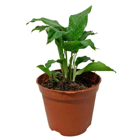 Calathea Network