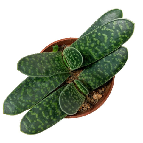 Gasteria Bicolor (Lawyer's Tongue)