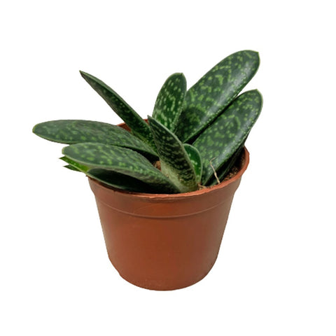 Gasteria Bicolor (Lawyer's Tongue)