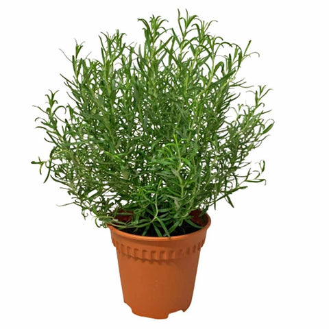 Rosemary 迷迭香草 (Rosmarinus Officinalis)