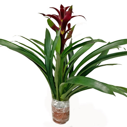 Guzmania Lingulata (Pineapple Flowers)