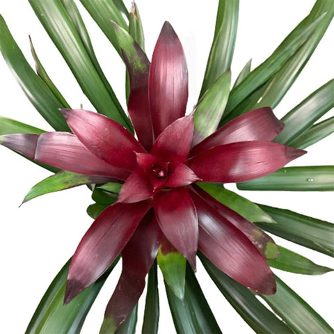 Guzmania Lingulata (Pineapple Flowers)
