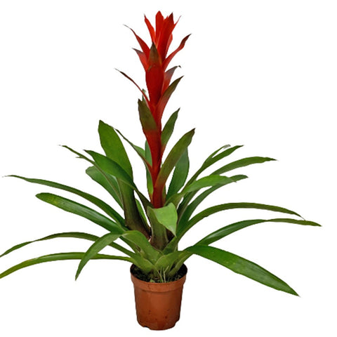 Guzmania Lingulata (Pineapple Flowers)
