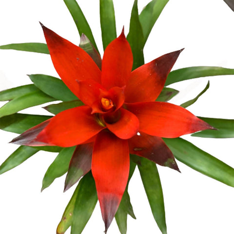 Guzmania Lingulata (Pineapple Flowers)