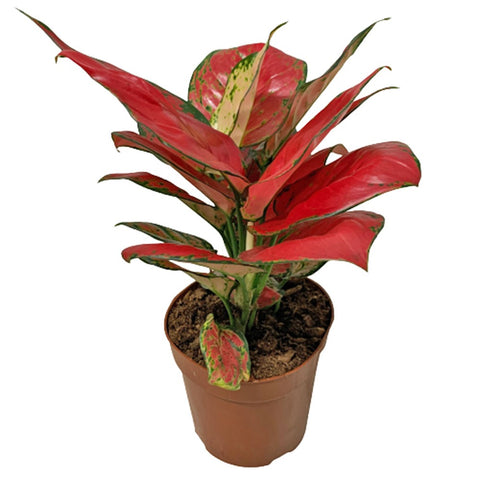 Aglaonema 'Super Red'