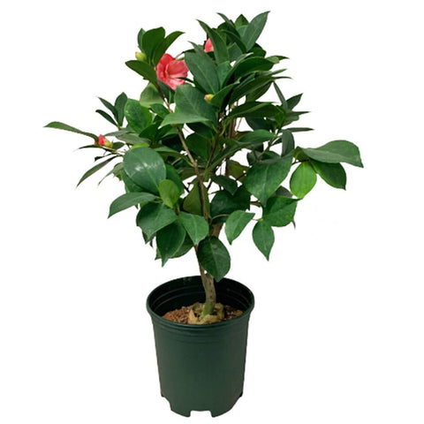 Camellia 山茶花