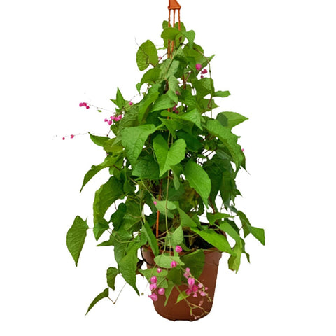 Antigonon Leptopus (Mexican Creeper)