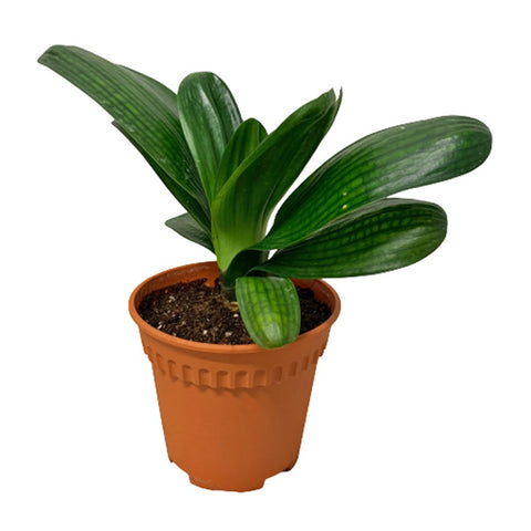 Clivia (Natal Lily)