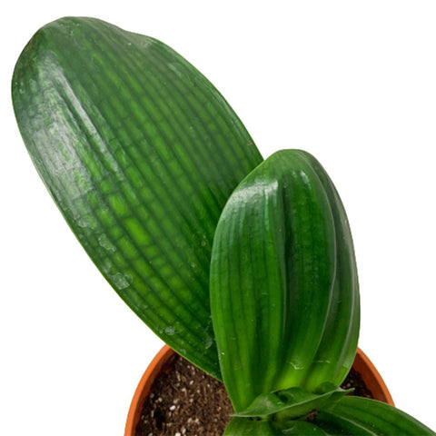 Clivia (Natal Lily)
