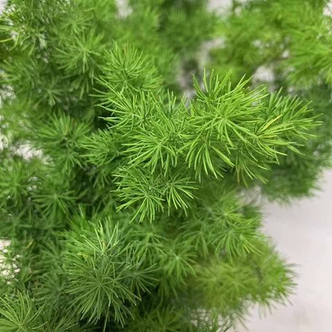 Ming Fern 逢萊松 Asparagus Retrofractus