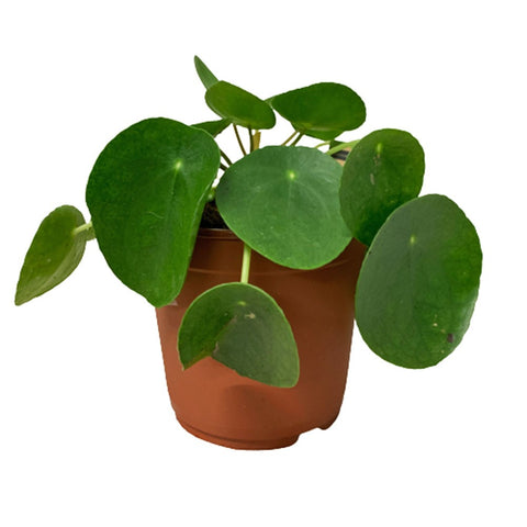Pilea Peperomioides kokedama (Chinese Money Plant)