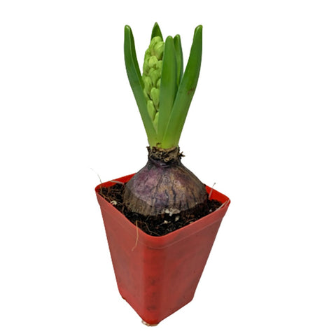 Mini Hyacinthus 风信子花