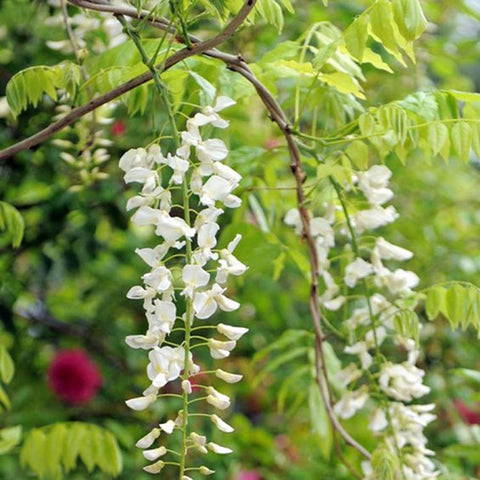 Wisteria Plant 紫藤 (JAPAN)