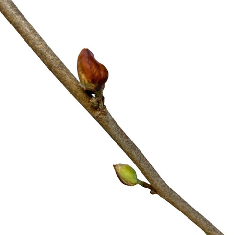 Corylopsis Sinensis 金缕梅 (JAPAN)
