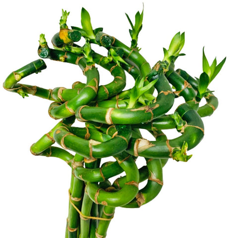 Lucky Bamboo 富貴竹 'CURLY' (Dracaena Sanderiana)