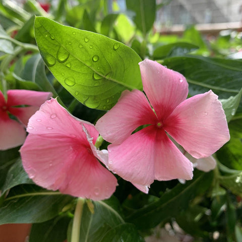 Petunia