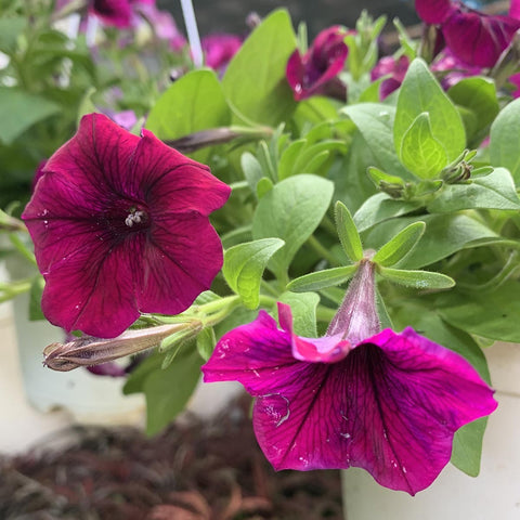 Petunia
