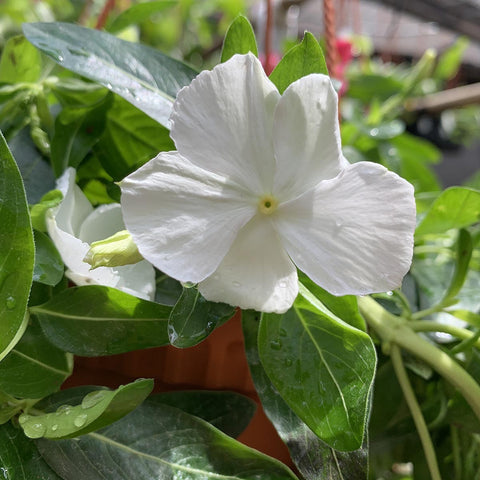Petunia
