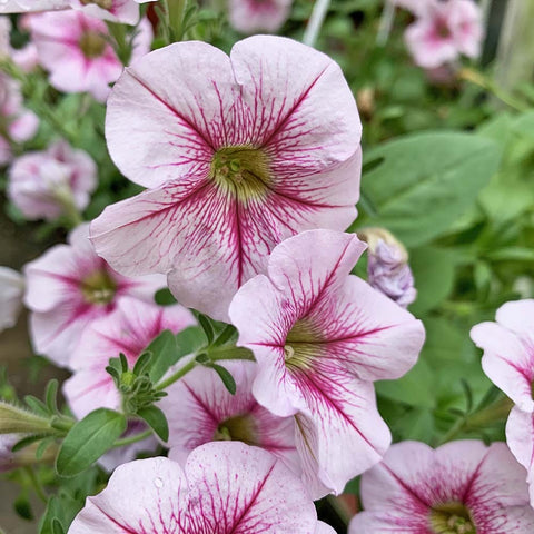 Petunia