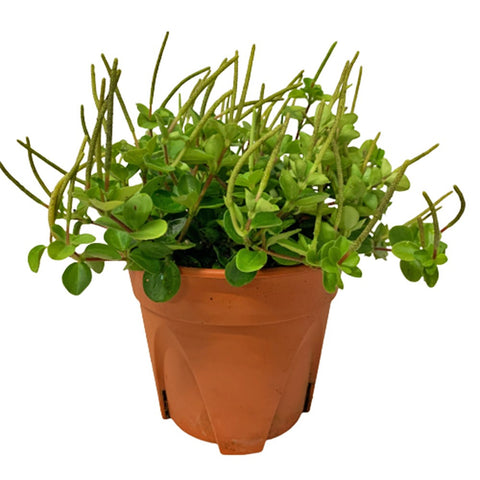 Peperomia Mini Valley