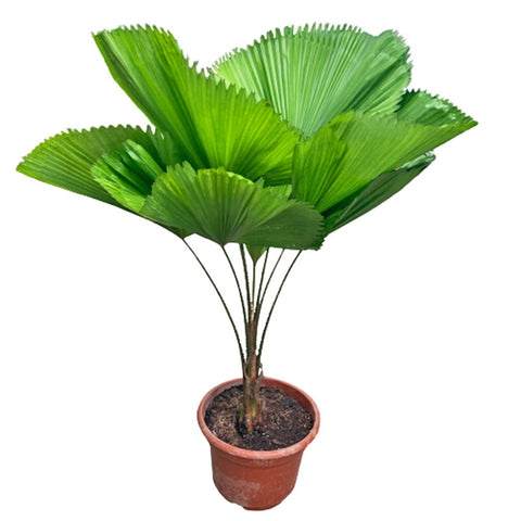 Licuala Grandis (Grand Fan Palm)
