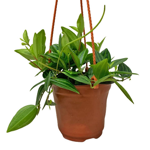 Peperomia angulata (Peperomia quadrangularis)