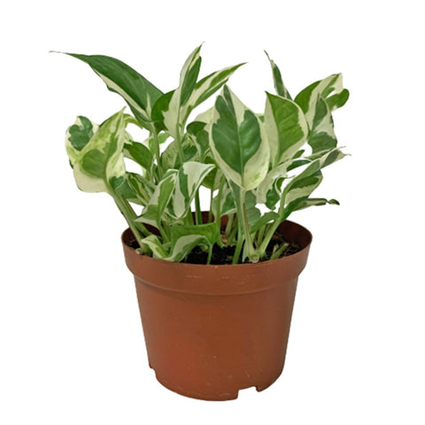 Epipremnum Njoy (Money Plant)