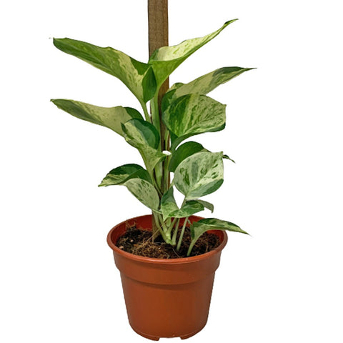 Epipremnum Manjula (Money Plant)