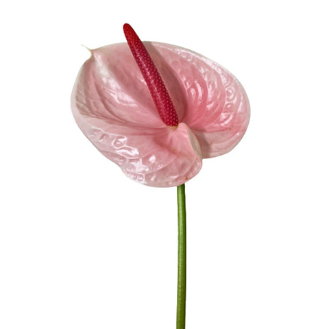 FreshCut Anthurium