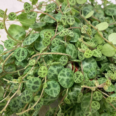 String of Turtle (Peperomia Prostrata)
