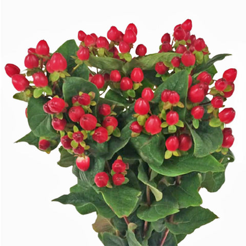 FreshCut Hypericum Berries