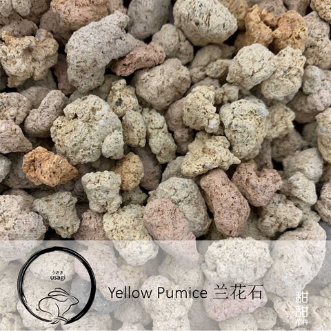 Yellow Pumice 兰花石 (Usagi)