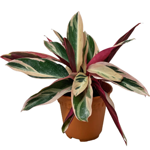 Stromanthe Triostar (Stromanthe Sanguinea)