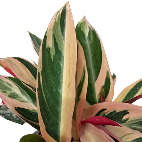 Stromanthe Triostar (Stromanthe Sanguinea)