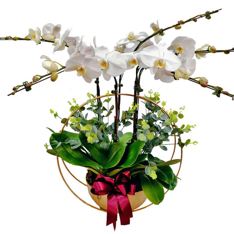 Phalaenopsis Orchid Centerpiece (3356)