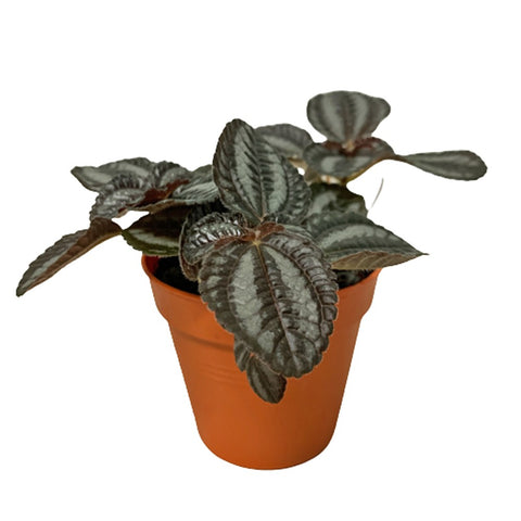 Pilea Norfolk