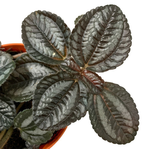 Pilea Norfolk
