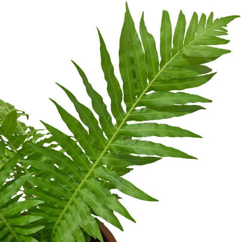 Blechnum Gibbum (Dwarf Tree Fern)