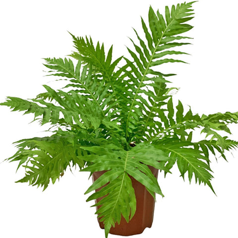 Blechnum Gibbum (Dwarf Tree Fern)