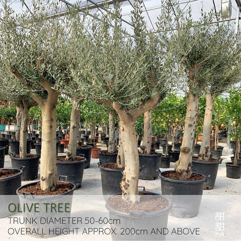 Mature Olive Tree (Olea Europaea)