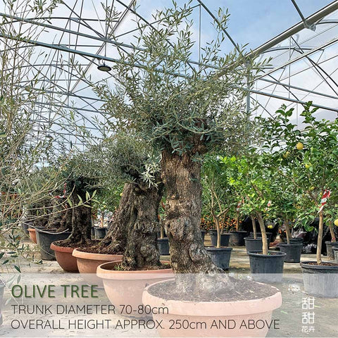 Mature Olive Tree (Olea Europaea)